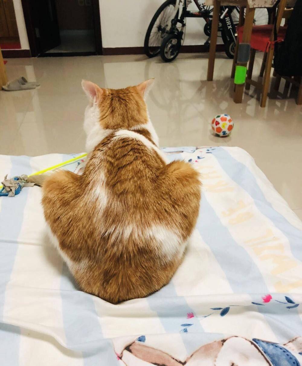 你家猫主子最近突然变粘人？可能是要当妈了！