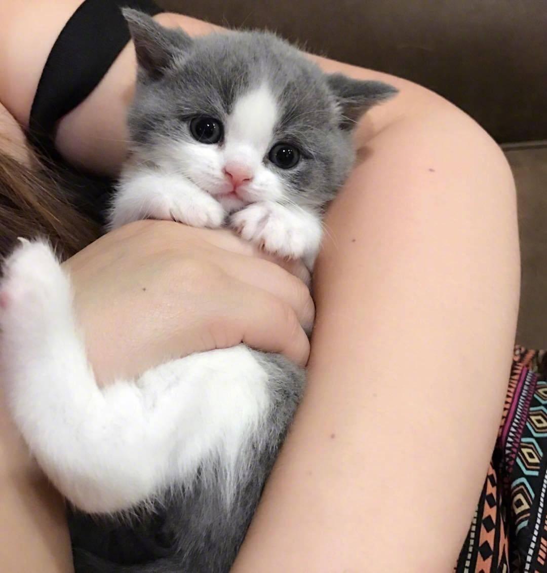 零基础也能画出软萌小奶猫?手残党如何快速掌握猫咪绘画诀窍? 零基础也能画出软萌小奶猫?手残党如何快速掌握猫咪绘画诀窍?