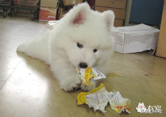 你家小猫最近总咬拖鞋？是不是在换牙期啊？