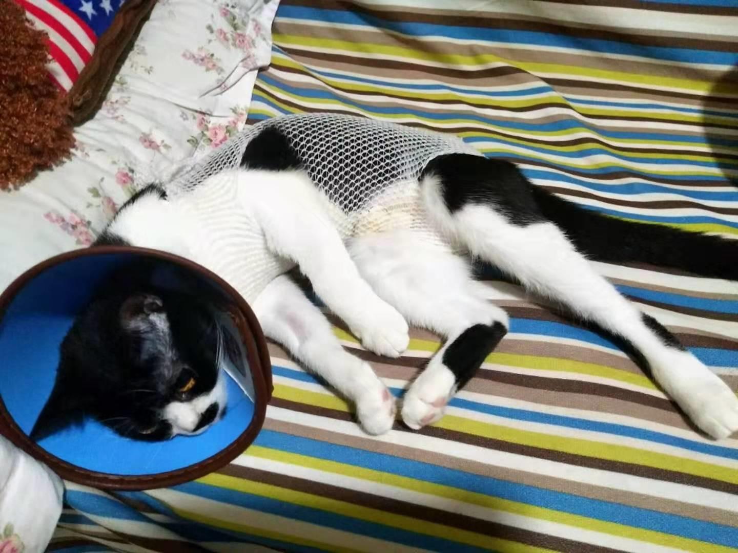 领养猫咪前必须知道的7件事? 领养猫咪前必须知道的7件事?