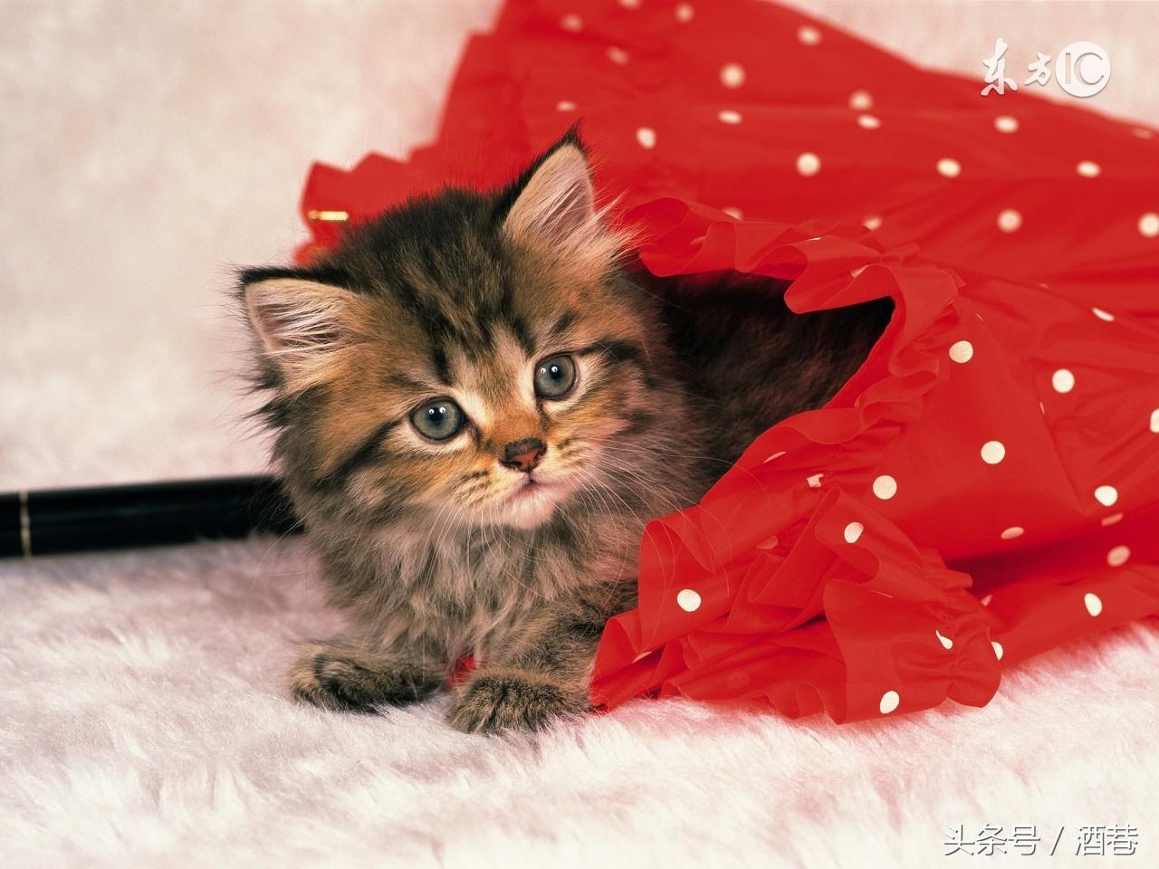 梦见猫咪生小猫预示着什么? 梦见猫咪生小猫预示着什么?