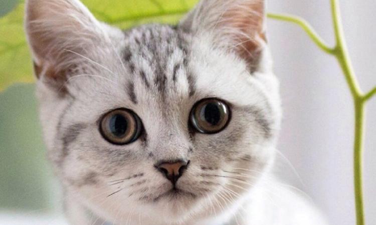 猫咪总挠耳朵是寄生虫作怪吗？