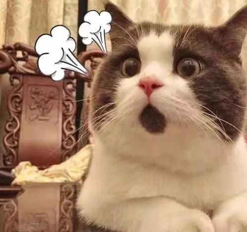 猫咪真的会自己跳楼吗? 猫咪真的会自己跳楼吗?