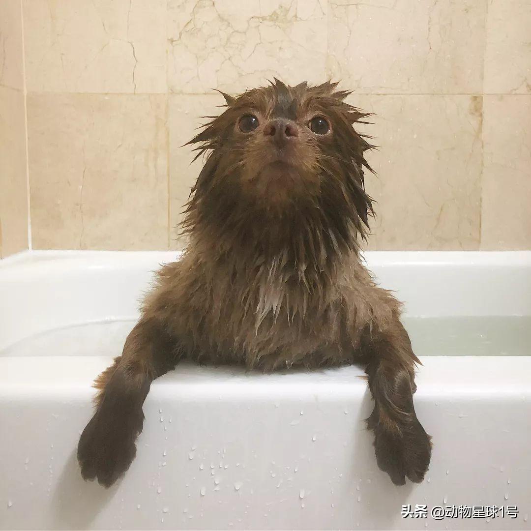 猫咪怕水怎么洗澡？这6招让主子不再炸毛！