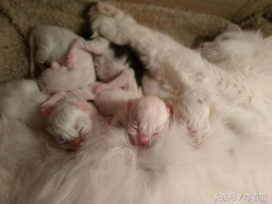 中古车选购头疼省5万？丰田佳美3.0避坑指南揭秘