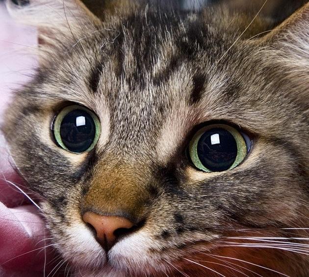 捷达和昕锐到底哪款更适合新手小白？