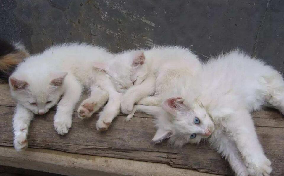 梦见父母杀蛇什么预兆：2025年运势解析与科学干预