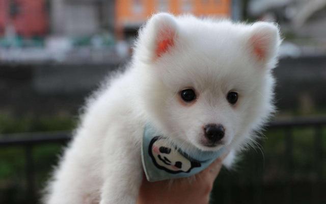 河北中基到底是个什么神仙组织？