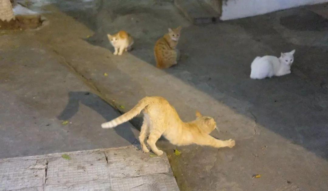 梦见自己得结石预示什么？2025年健康预警3步破解法