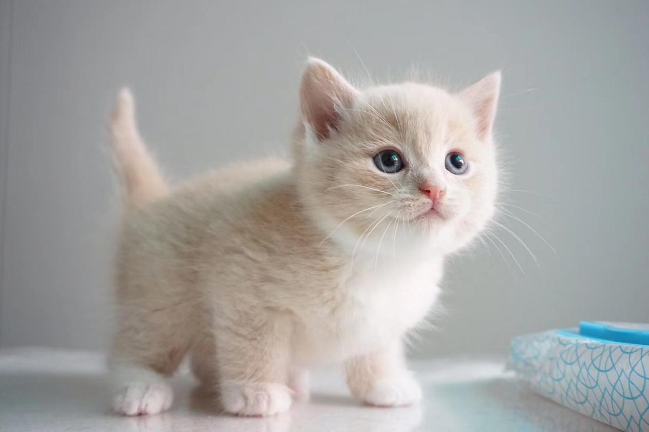 你家猫咪正在被寄生虫啃食吗？