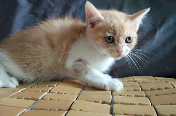 猫咪总挠痒痒是得猫癣了吗？