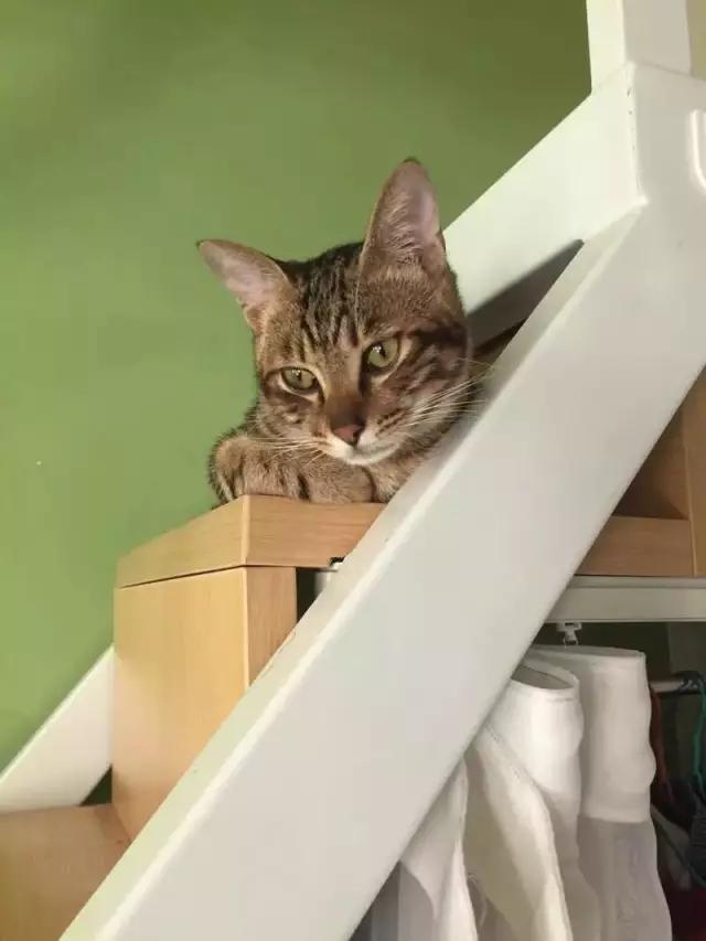 你家公猫还叫咪咪？300个贵族猫名哪个更适合主子？