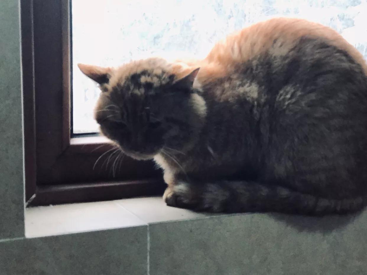 猫咪破皮不管会自己好吗？