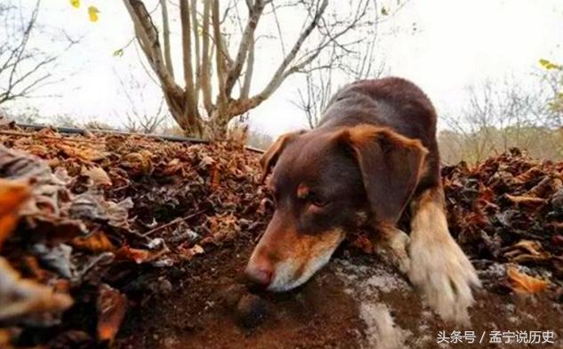 英国华人论坛视频到底藏着哪些宝藏? 英国华人论坛视频到底藏着哪些宝藏?