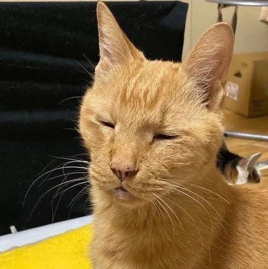 你家猫主子最近总躲着你?可能是这个神器在报警! 你家猫主子最近总躲着你?可能是这个神器在报警!