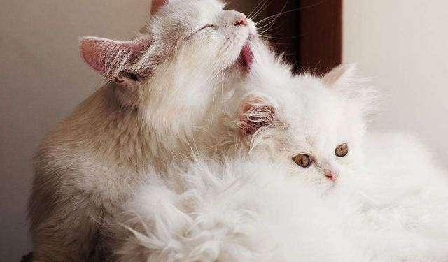 给猫喝自来水真的会害死它吗？