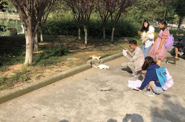 在天津领养猫咪会遇到哪些坑? 在天津领养猫咪会遇到哪些坑?