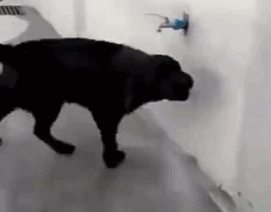 手机里连个正经猫app都没有,你还敢自称铲屎官? 手机里连个正经猫app都没有,你还敢自称铲屎官?