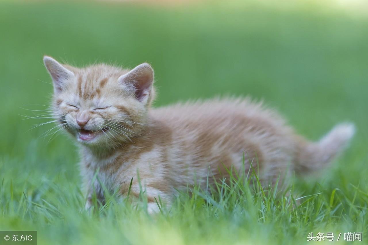 猫咪不停打喷嚏会要命吗？