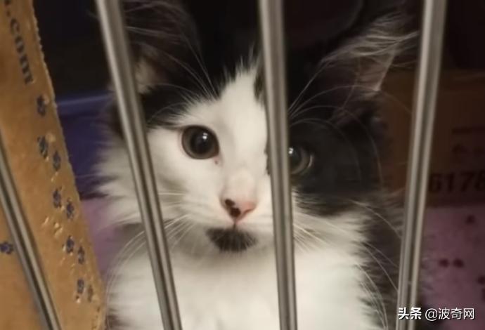 刚到家的小猫整夜嚎叫是讨厌主人吗？