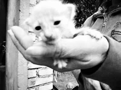 猫咪涨奶真的会要命吗？