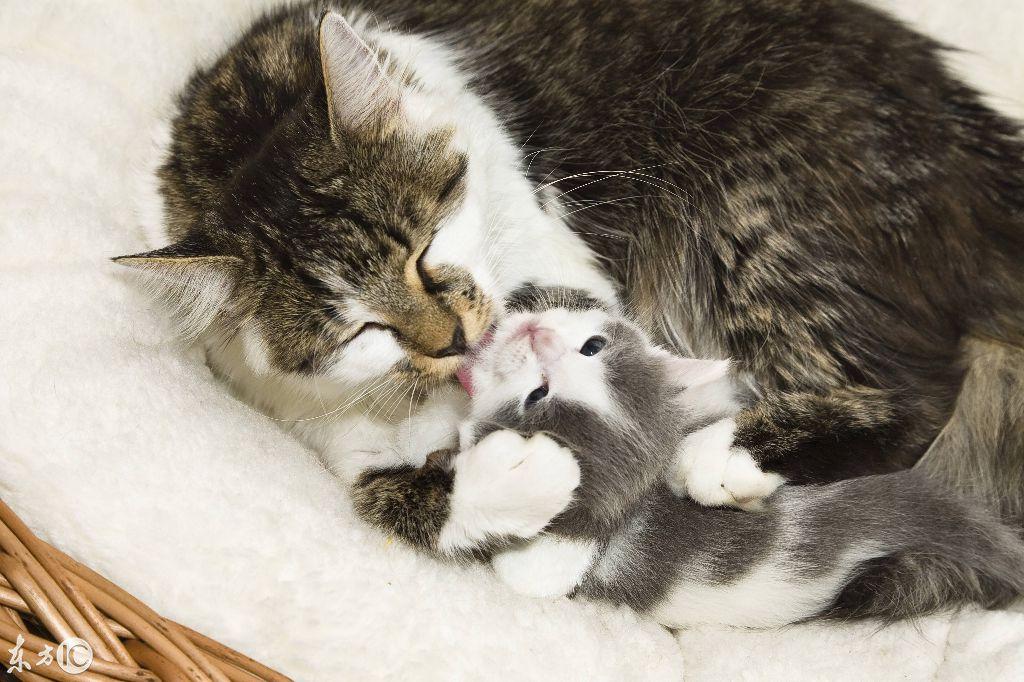 舍瓦琴科到底怎么用才能踢出核弹效果？