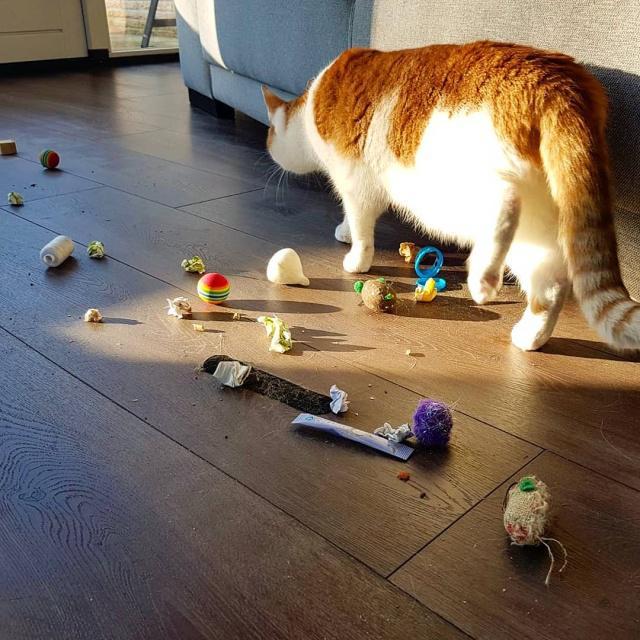 猫咪内衣真的能让新手告别 勒痕地狱 吗? 猫咪内衣真的能让新手告别 勒痕地狱 吗?