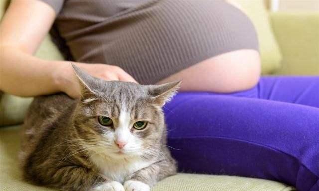 你家猫咪突然变胖？可能是怀孕了！