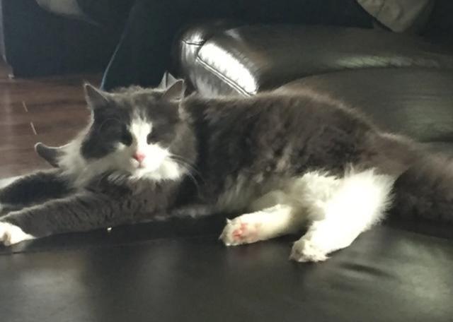 网上说的免费领养猫咪送到家靠谱吗？