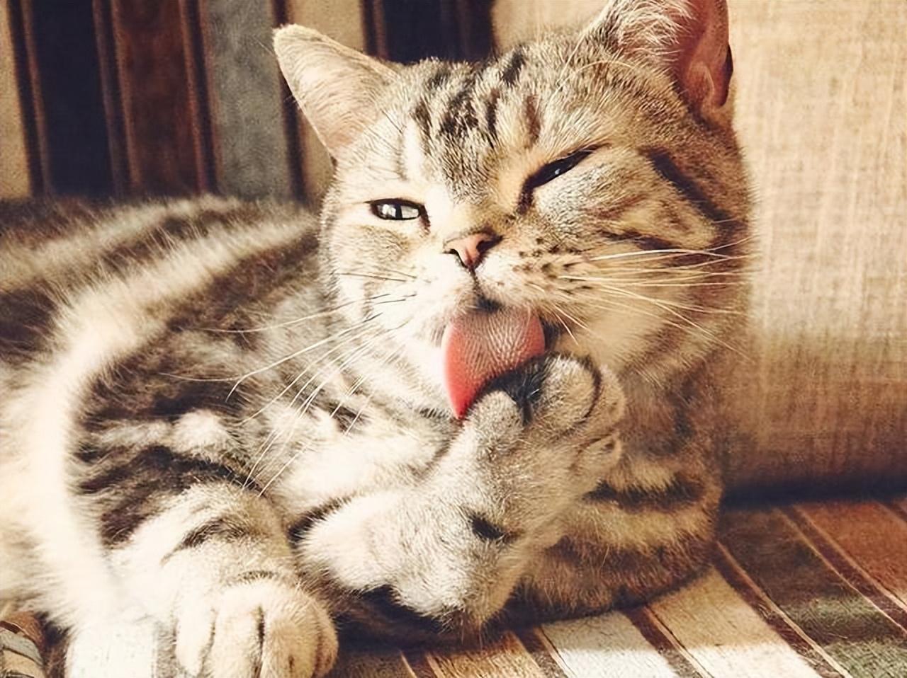 猫咪为啥总在咕噜咕噜响？