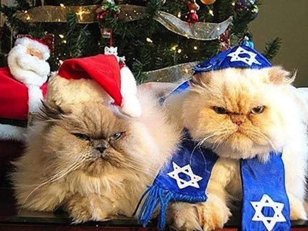 城里猫真的能在乡下活出猫生巅峰吗？