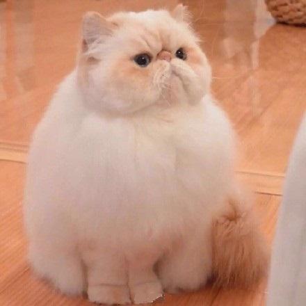 猫咪长猫藓真的会传给人吗? 猫咪长猫藓真的会传给人吗?