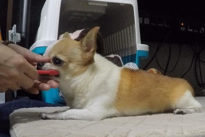 猫不刷牙真的会口臭吗？