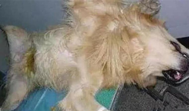 猫咪夏天突然绝食是为啥？铲屎官必看保命指南