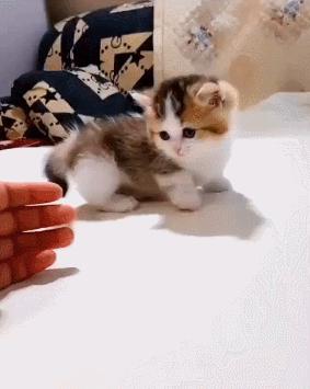 刚接回家的小奶猫能喂纯牛奶吗？