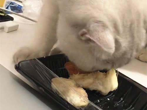 猫闻到榴莲味会自己扑上来吃吗？
