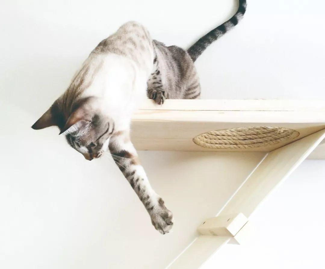 猫咪换牙期会偷偷吃掉乳牙吗? 猫咪换牙期会偷偷吃掉乳牙吗?