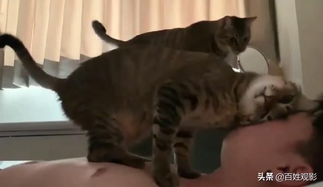 猫咪突然张嘴喘气是在求救吗？