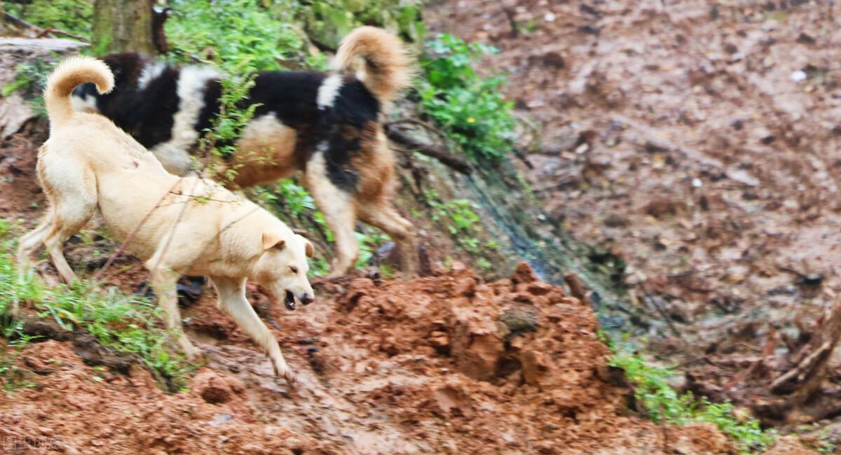 你家猫最近半夜嚎叫还疯狂掉毛？春天到底该怎么伺候主子？