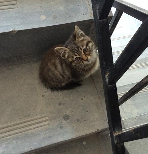 猫咪为什么总在门口叫个不停？