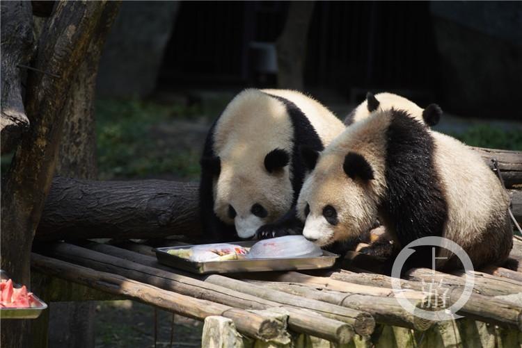 猫咪能吃西瓜吗？新手铲屎官必看的投喂指南