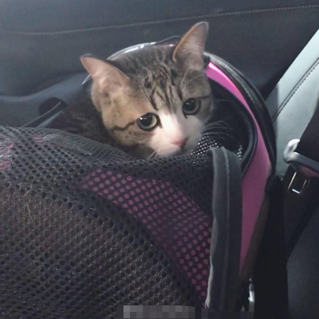 猫咪得猫瘟是不是因为没打疫苗？