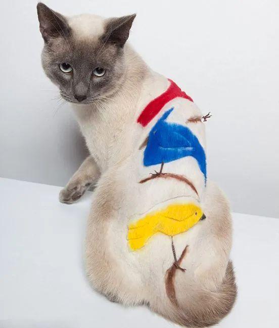 网上吸猫到底有哪些靠谱渠道? 网上吸猫到底有哪些靠谱渠道?