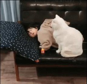 你家猫咪真的会保护主人吗？