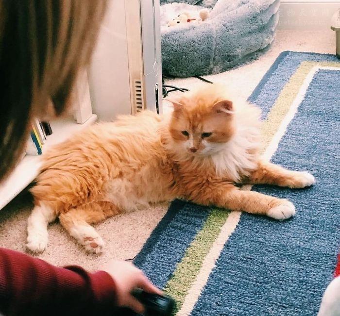 你家猫咪的肚子里到底藏着什么秘密？