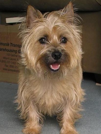 第一次养猫如何避免被坑成冤大头？