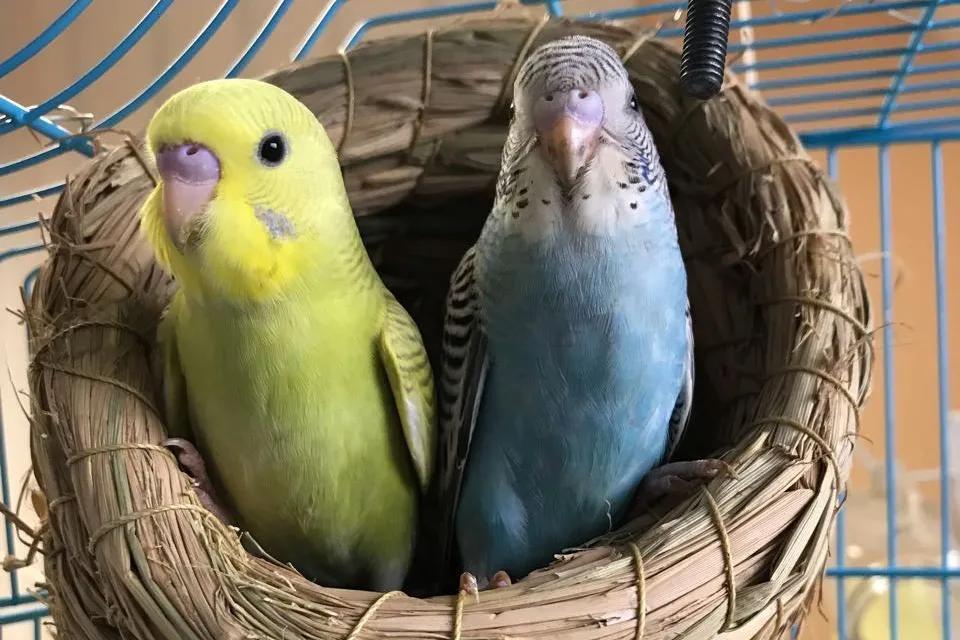 Agen Judi Mesin Slot: Peran Penting dalam Permainan Slot Online