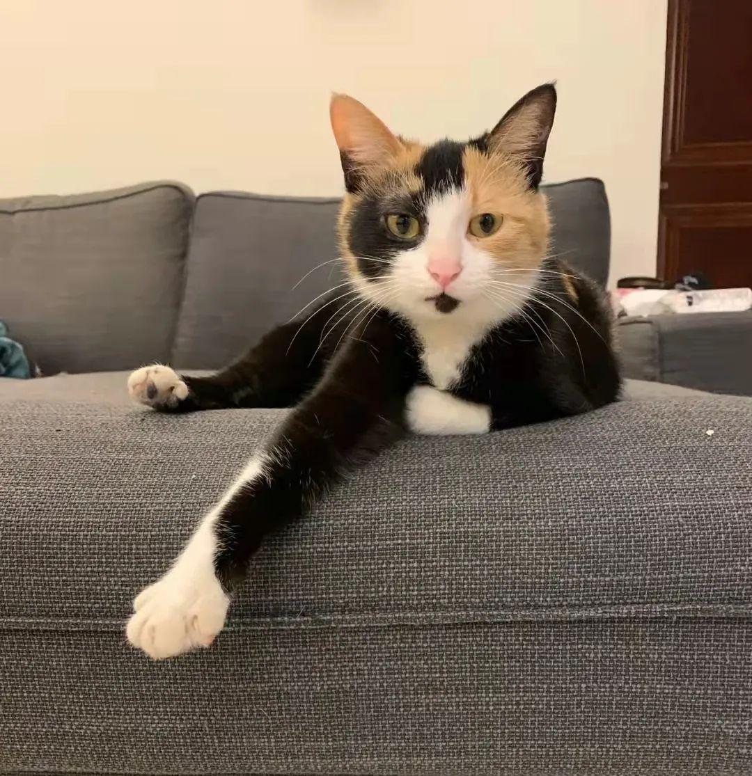 猫咪总啃墙皮是缺微量元素吗? 猫咪总啃墙皮是缺微量元素吗?