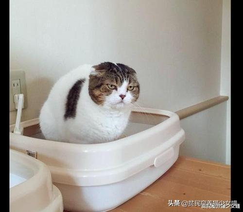 猫咪吐白色黏液是怎么回事？