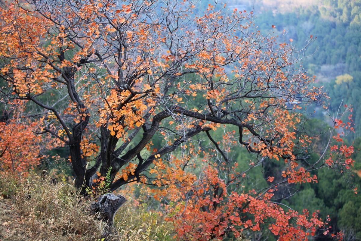 梦见失火是凶兆还是预警信号？